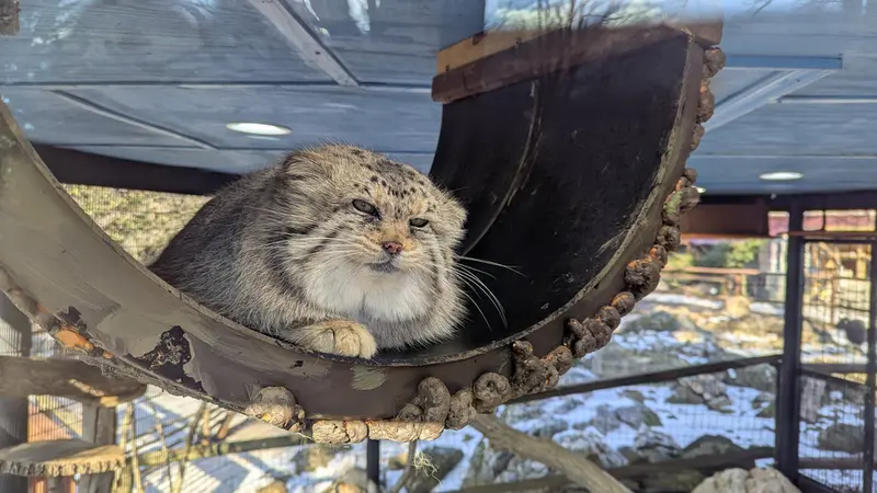 ミル・マウンテン動物園のノルブの写真