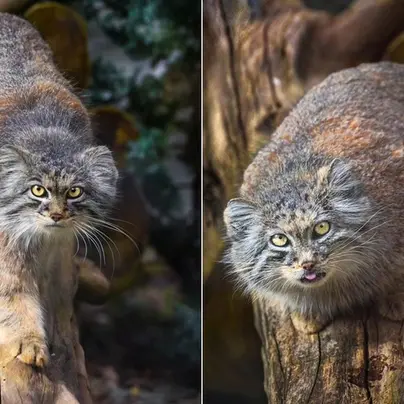 ヴロツワフ動物園のマヌルネコの写真