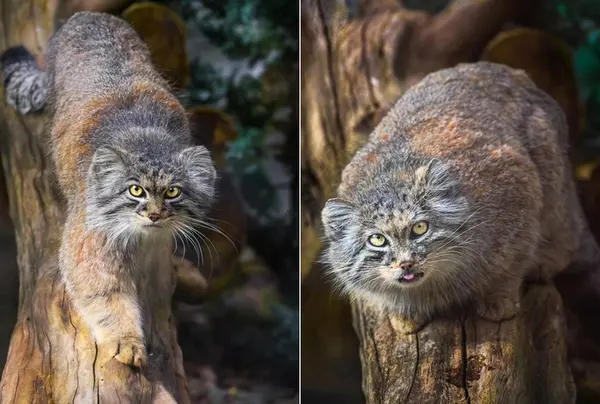 ヴロツワフ動物園のマヌルネコの写真