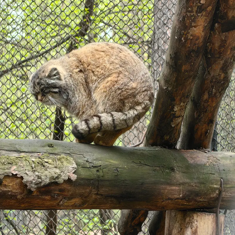 ノヴォシビルスク動物園のジョージの写真