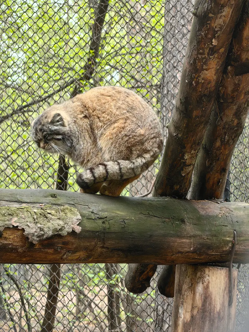 ノヴォシビルスク動物園のジョージの写真