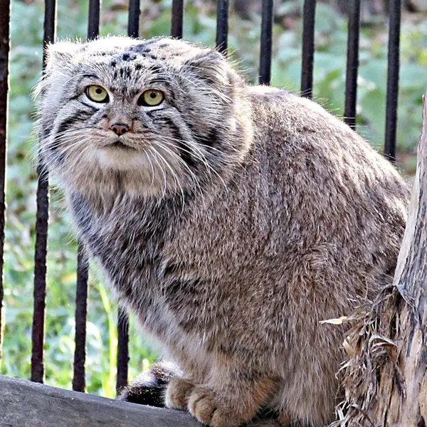 ノヴォシビルスク動物園のマヌルネコの写真