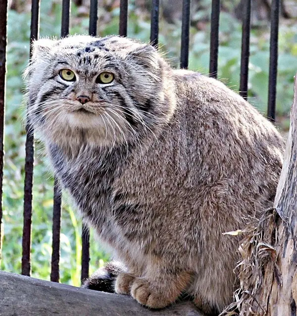 ノヴォシビルスク動物園のマヌルネコの写真