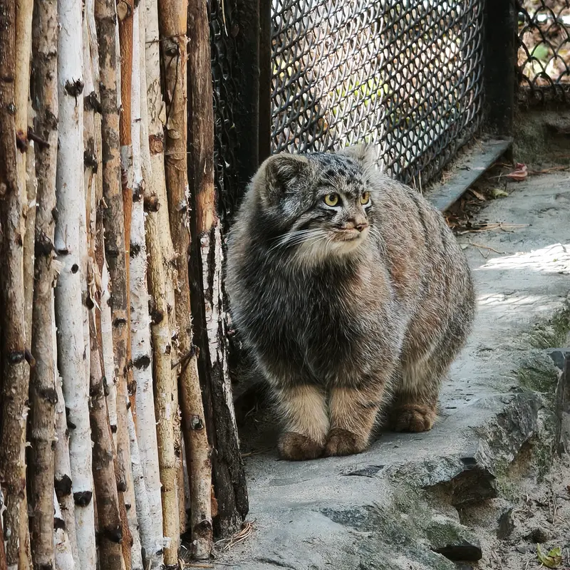 ノヴォシビルスク動物園のマヌルネコの写真
