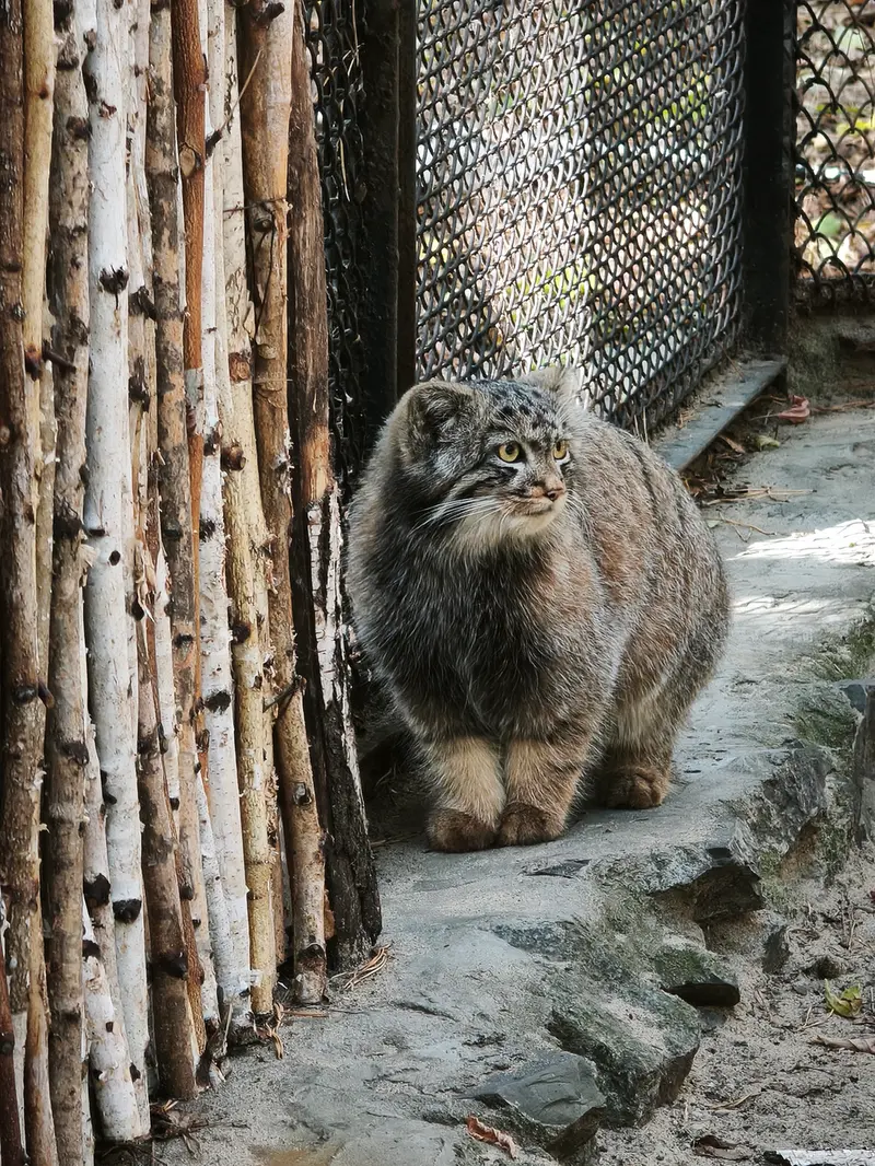 ノヴォシビルスク動物園のマヌルネコの写真