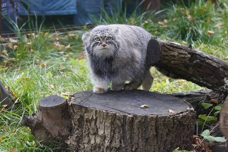 モスクワ動物園のティモフェイの写真