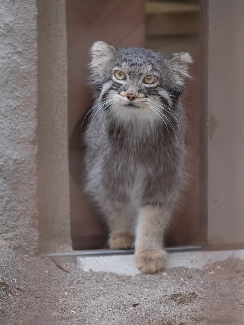 野毛山動物園のフィーガの写真