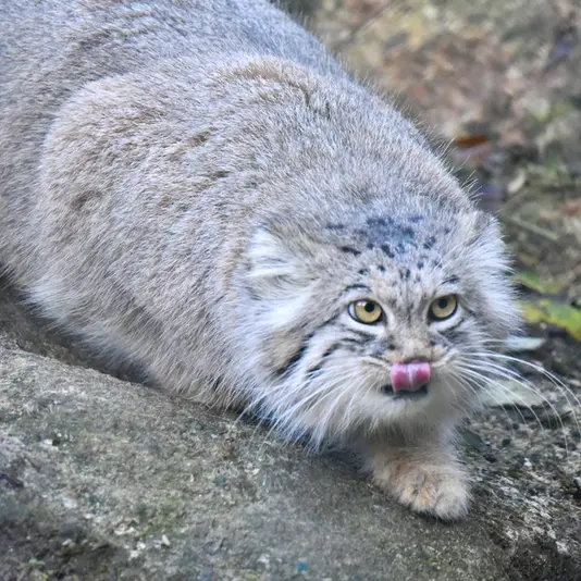ヘラブルン動物園のスタブシの写真