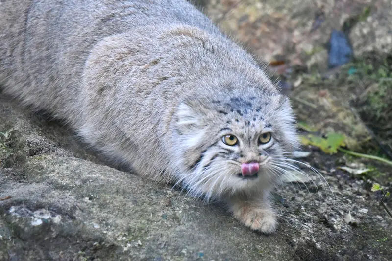 ヘラブルン動物園のスタブシの写真
