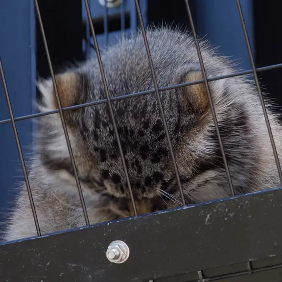 旭山動物園のマヌルネコの写真