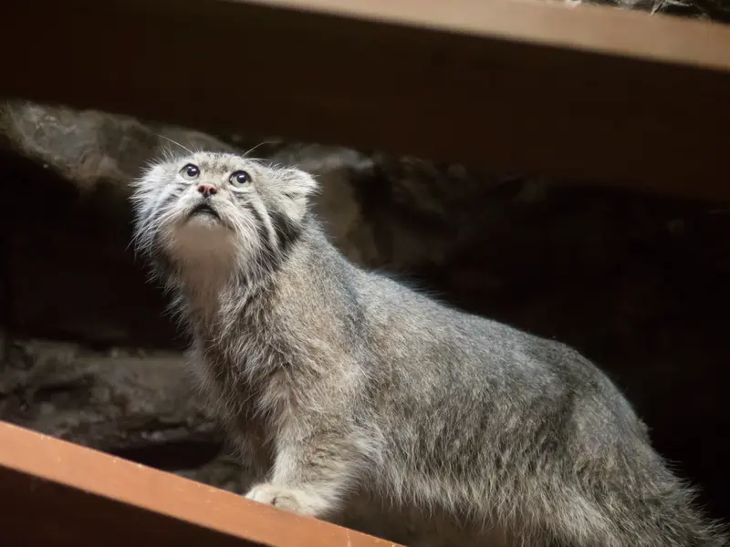 恩賜上野動物園のクリョンの写真