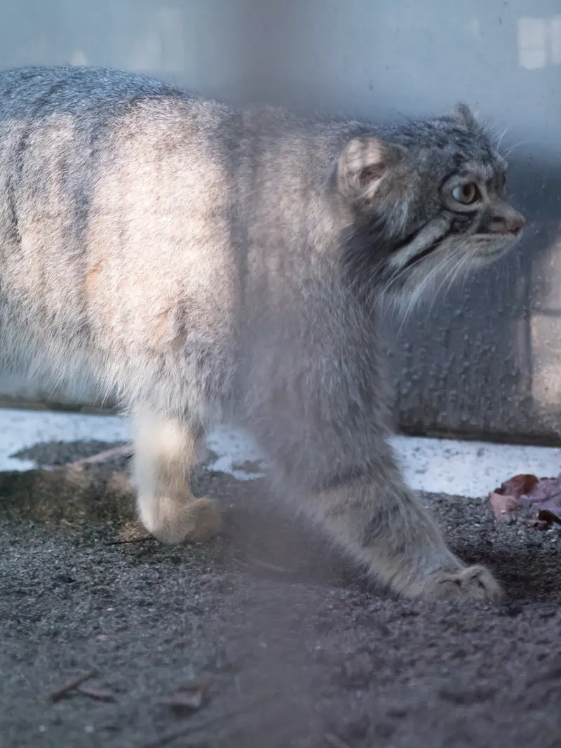 野毛山動物園のフィーガの写真