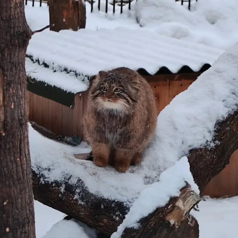 ノヴォシビルスク動物園のマヌルネコの写真