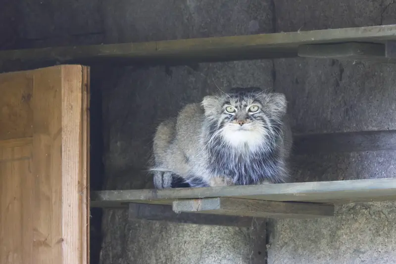 モスクワ動物園のティモフェイの写真