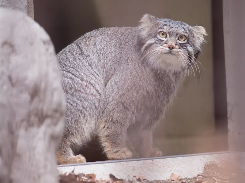 野毛山動物園のフィーガの写真
