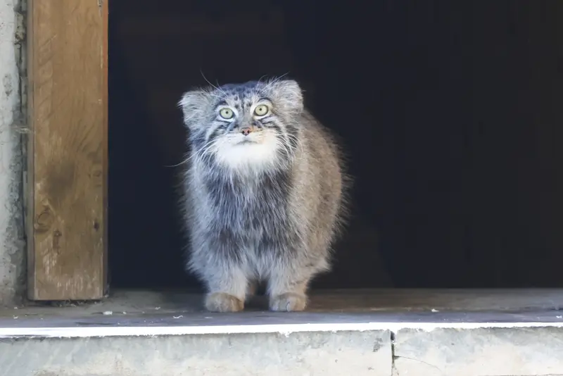 モスクワ動物園のティモフェイの写真