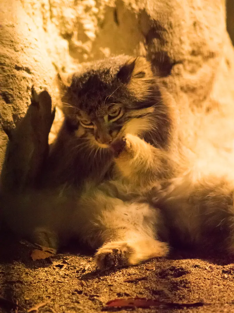 野毛山動物園のフィーガの写真