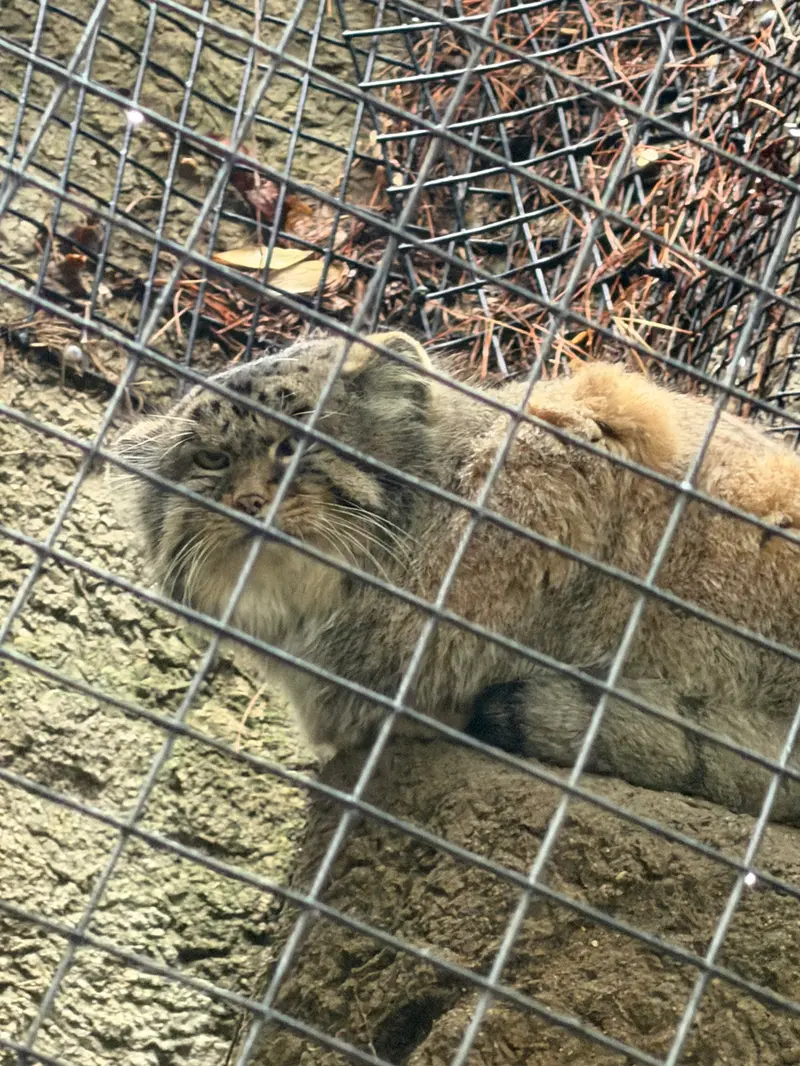シンシナティ動物園のムーシューの写真
