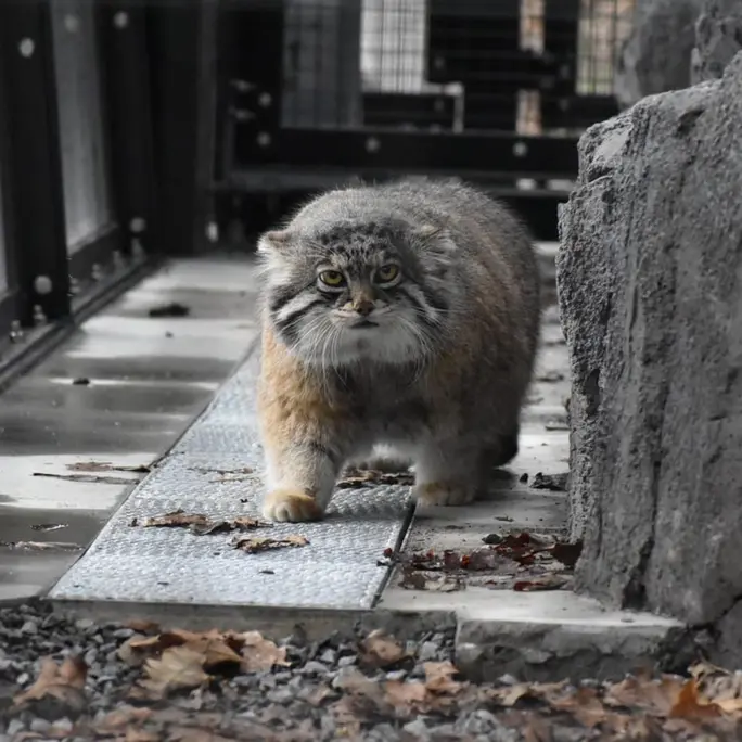 旭山動物園のグルーシャの写真