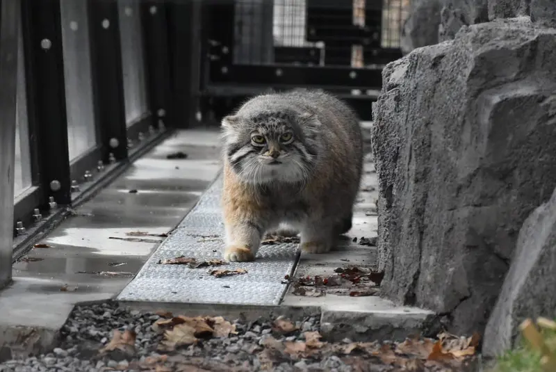 旭山動物園のグルーシャの写真