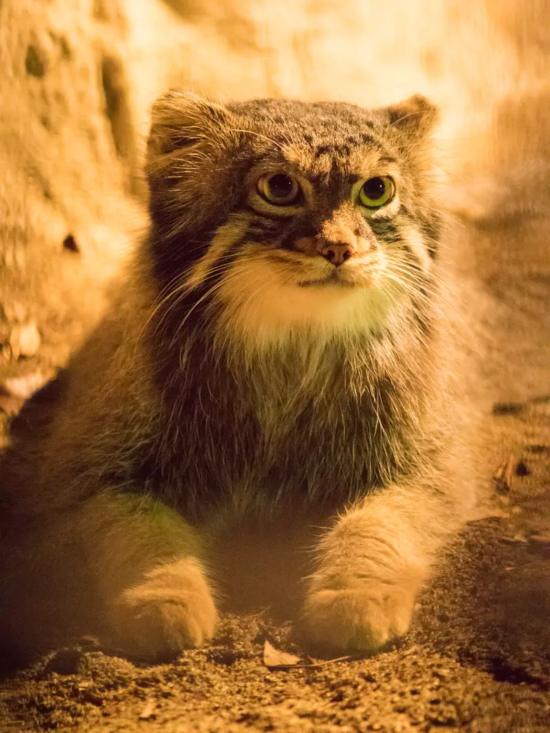 野毛山動物園のフィーガの写真
