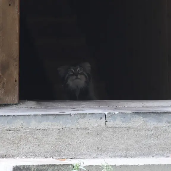 モスクワ動物園のマヌルネコの写真