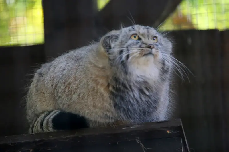 コシツェ動物園のアラニの子（2026年生まれ）Ⅱの写真