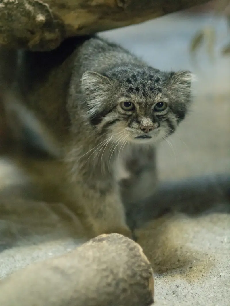 恩賜上野動物園のクリョンの写真