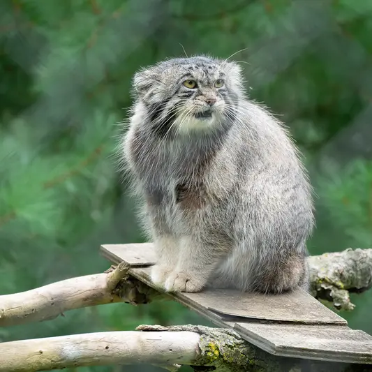 ニアビ動物園のタイ・チーの写真