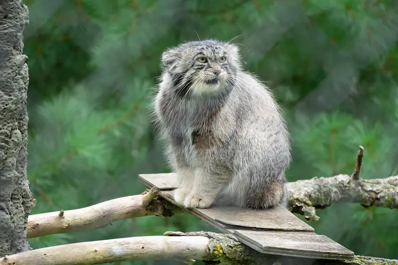 ニアビ動物園のタイ・チーの写真