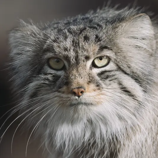 プエブロ動物園のタイ・チーの写真