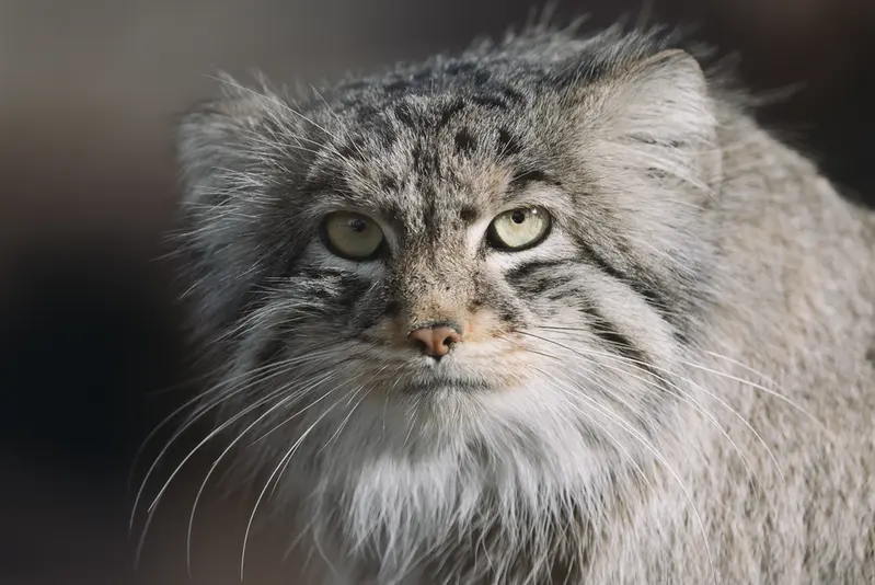 プエブロ動物園のタイ・チーの写真