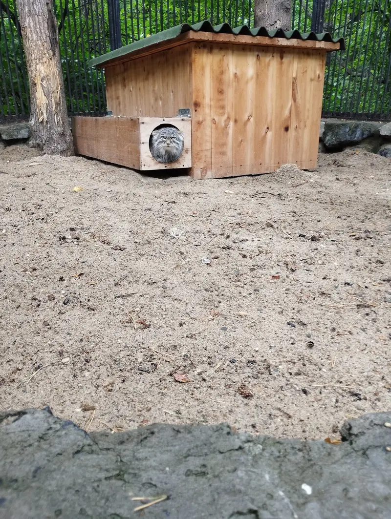 ノヴォシビルスク動物園のマヌルネコの写真
