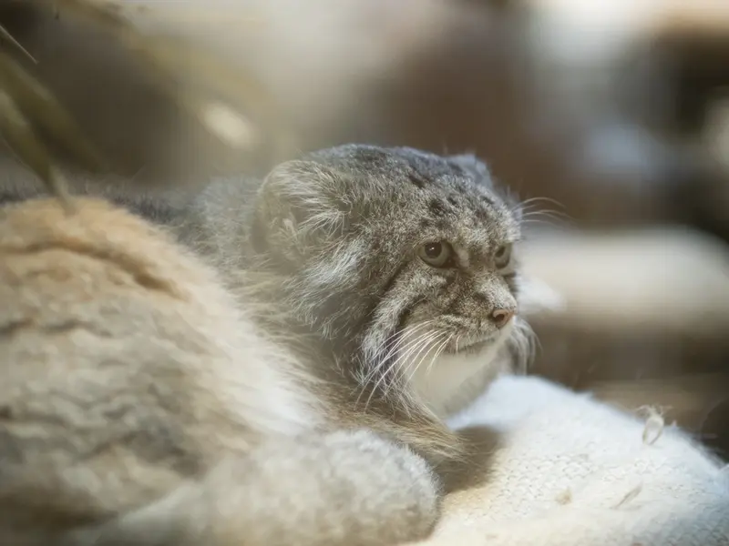 恩賜上野動物園のクリョンの写真