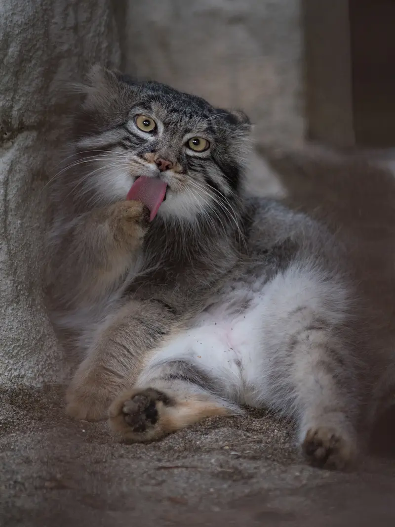 野毛山動物園のフィーガの写真