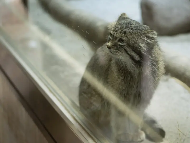 恩賜上野動物園のクリョンの写真