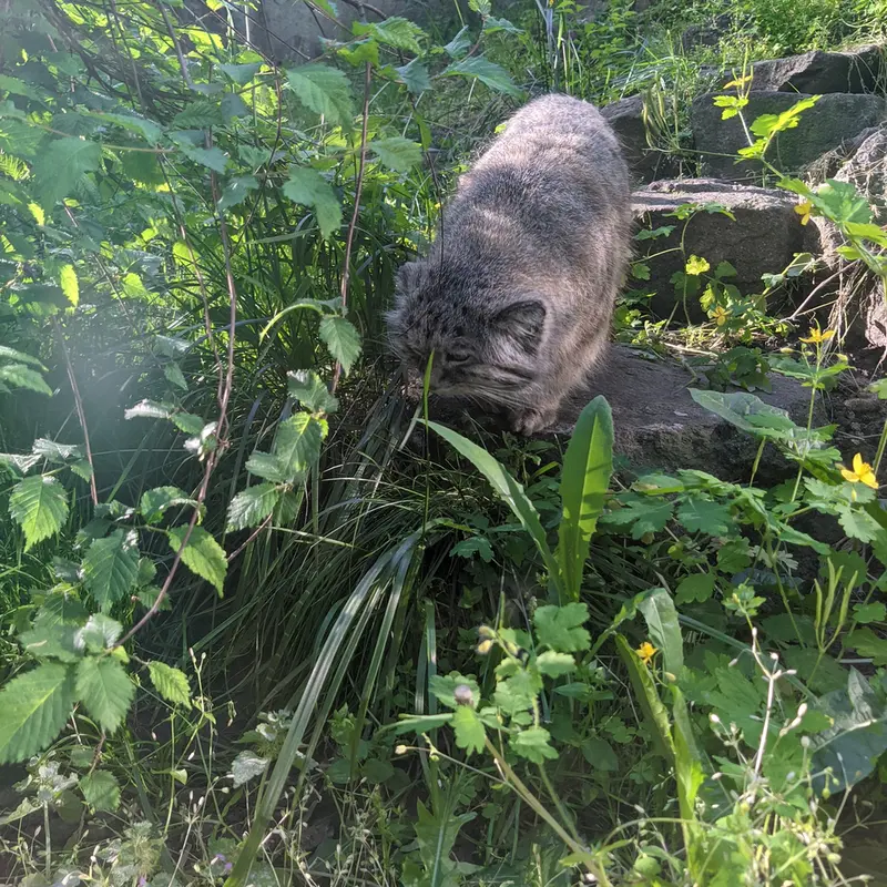 ブダペスト動物園・植物園のボフスの写真