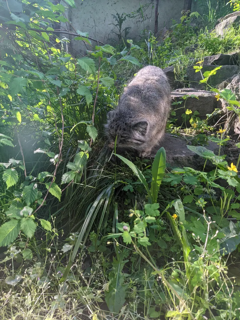 ブダペスト動物園・植物園のボフスの写真