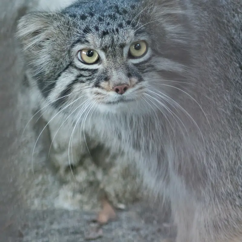 野毛山動物園のフィーガの写真