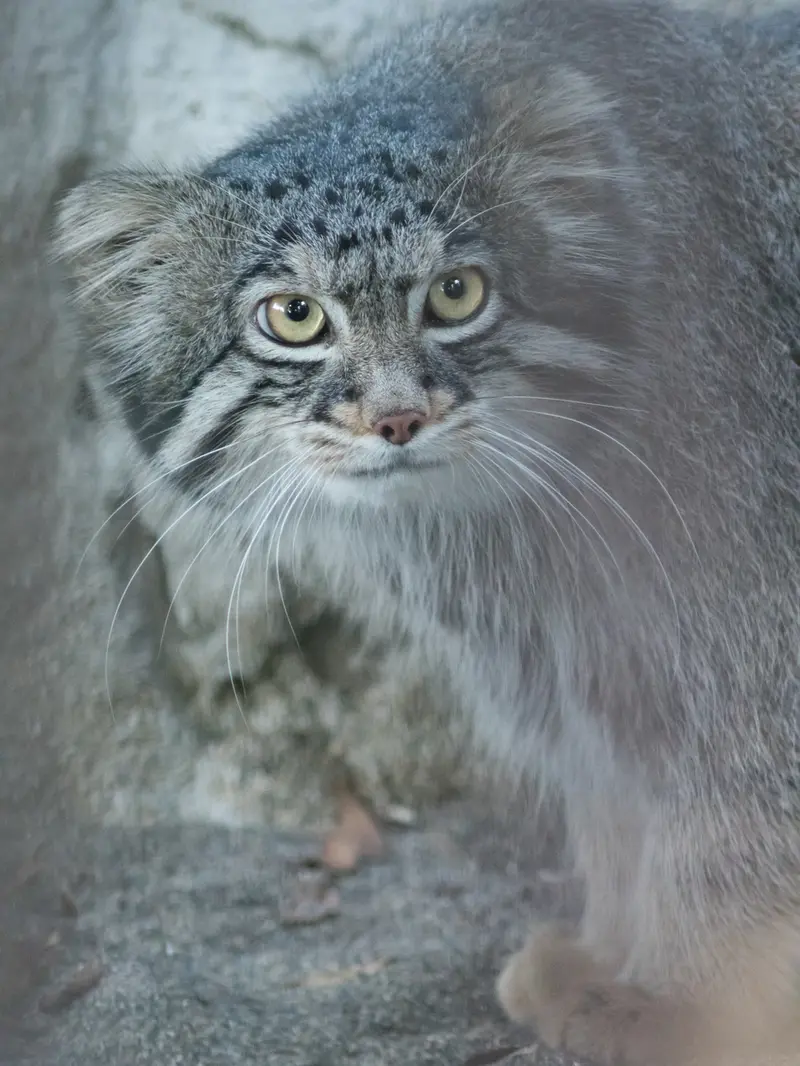 野毛山動物園のフィーガの写真