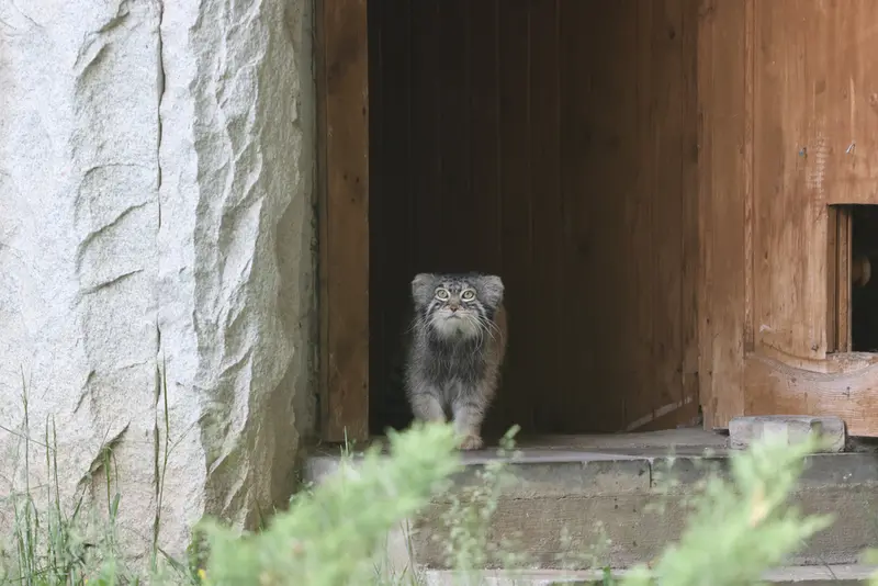 モスクワ動物園のティモフェイの写真