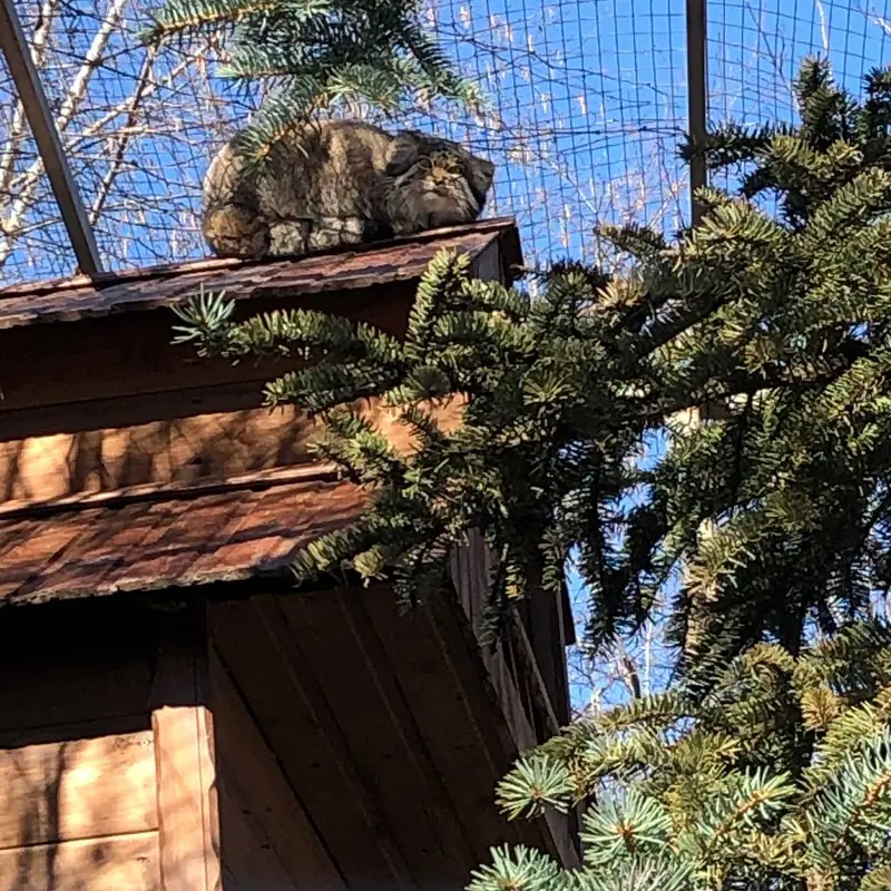 イジェフスク動物園（ウドムルト動物園）のアルタイの写真