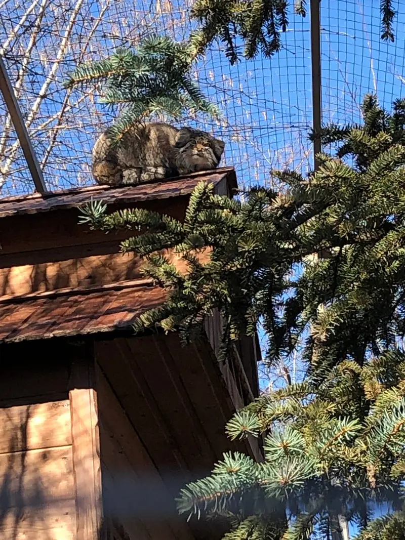 イジェフスク動物園（ウドムルト動物園）のアルタイの写真