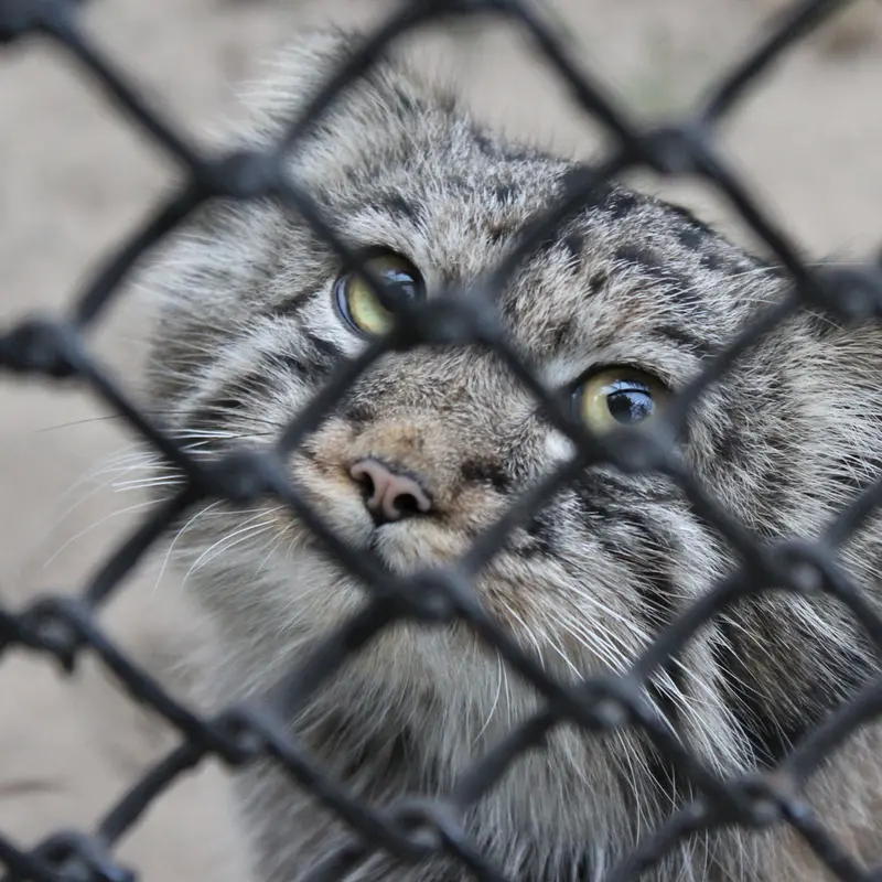 ノヴォシビルスク動物園のマヌルネコの写真