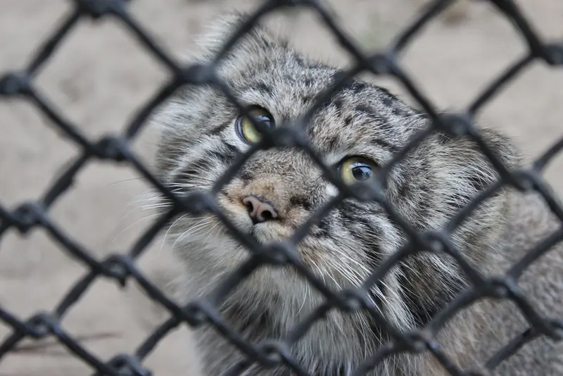 ノヴォシビルスク動物園のマヌルネコの写真