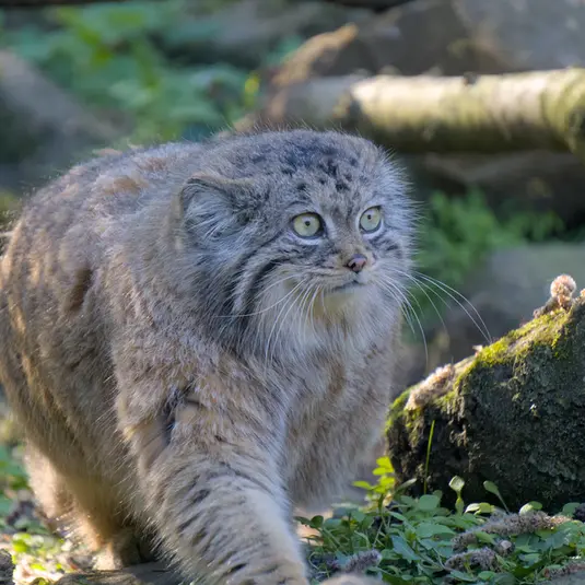 ロッテルダム動物園のポエスの写真