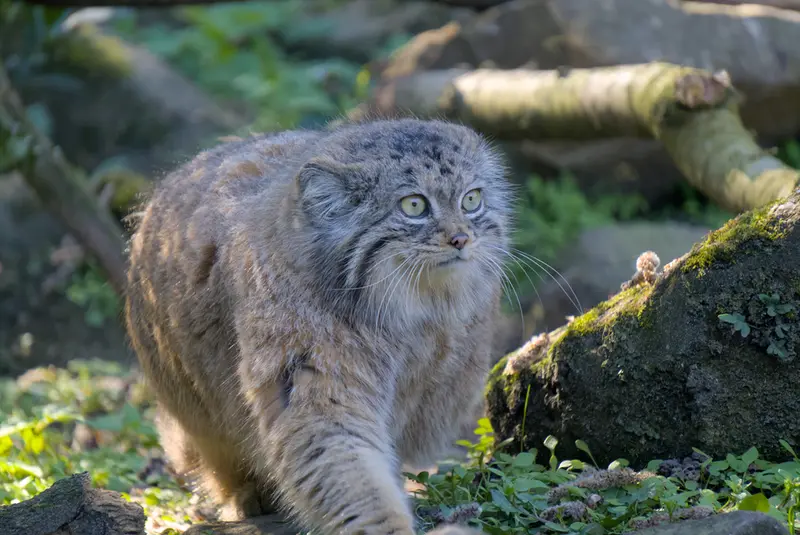 ロッテルダム動物園のポエスの写真