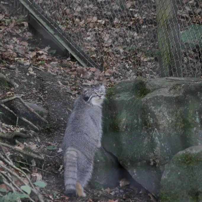 ノルデンス・アークのトゥールーズの写真