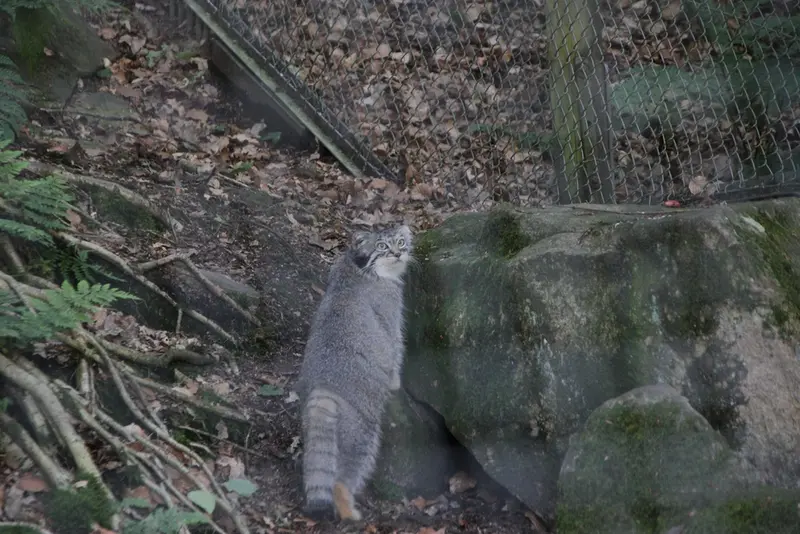 ノルデンス・アークのトゥールーズの写真