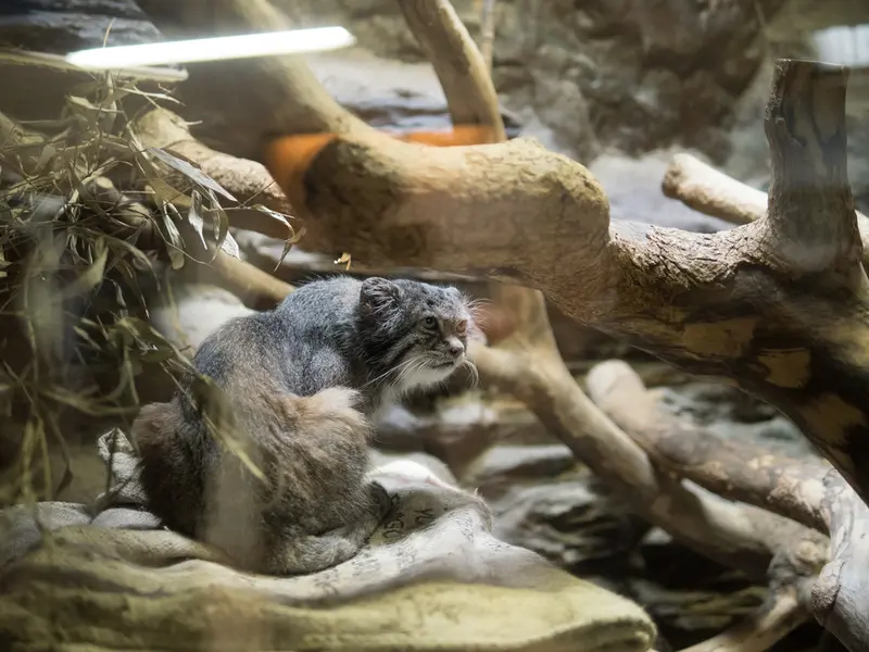 恩賜上野動物園のクリョンの写真